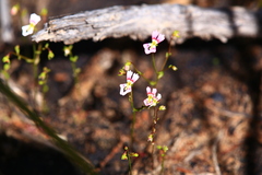 Stylidium calcaratum