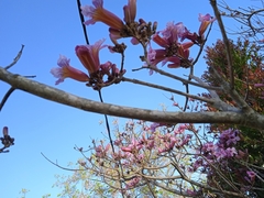 Handroanthus