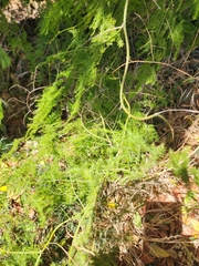 Asparagus setaceus