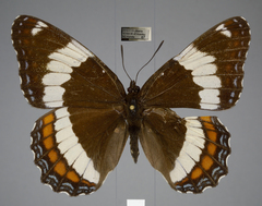 Limenitis arthemis rubrofasciata
