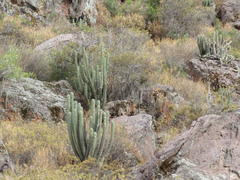 Trichocereus schoenii