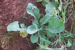 Brassica