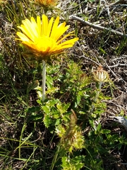 Berkheya barbata