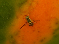 Bactrocera