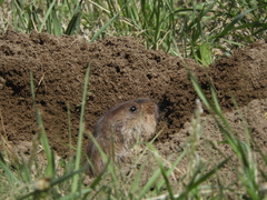 Ctenomys