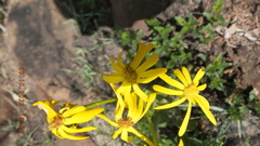 Senecio coronatus