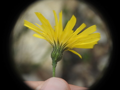 Hieracium murorum