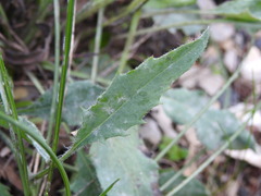 Hieracium murorum