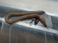 Lumbricus terrestris