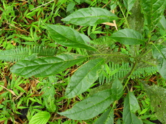 Cordia alliodora