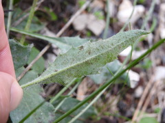 Hieracium murorum