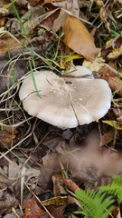 Clitocybe nebularis