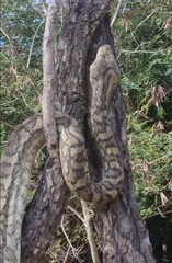 Morelia spilota