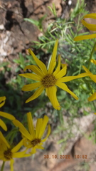 Senecio coronatus