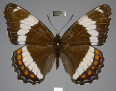 Limenitis arthemis rubrofasciata