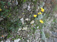 Hieracium murorum