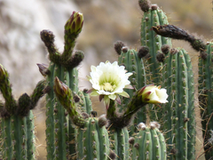Trichocereus schoenii