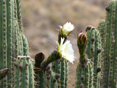 Trichocereus schoenii