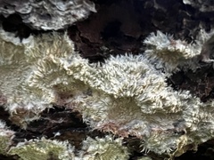 Phlebia centrifuga