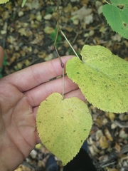 Tilia americana