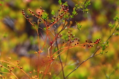Drosera gigantea