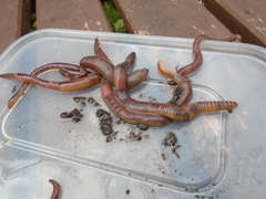 Lumbricus terrestris