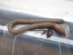 Lumbricus terrestris