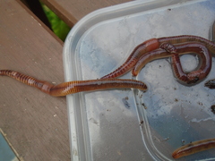 Lumbricus terrestris