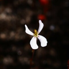 Stylidium udusicola