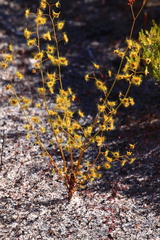 Drosera gigantea