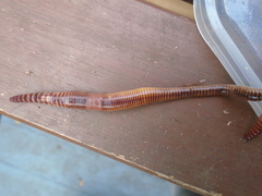 Lumbricus terrestris