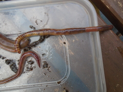 Lumbricus terrestris