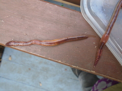 Lumbricus terrestris