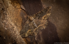 Paradromulia ambigua