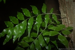 Arthropteris tenella