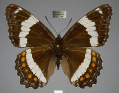 Limenitis arthemis rubrofasciata