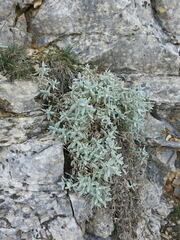 Cerastium tomentosum