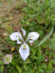 Moraea ciliata