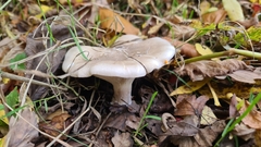 Clitocybe nebularis