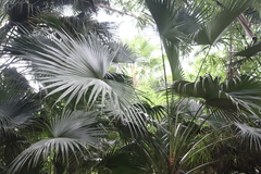 Livistona chinensis