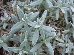 Cerastium tomentosum