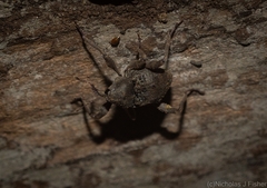 Onidistus araneus