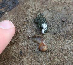 Perdix perdix