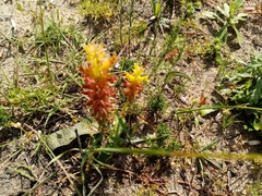 Lachenalia orchioides