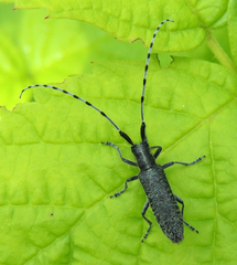 Agapanthia villosoviridescens