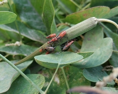 Caenocoris nerii