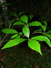 Cordia alliodora