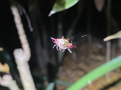 Gasteracantha fornicata