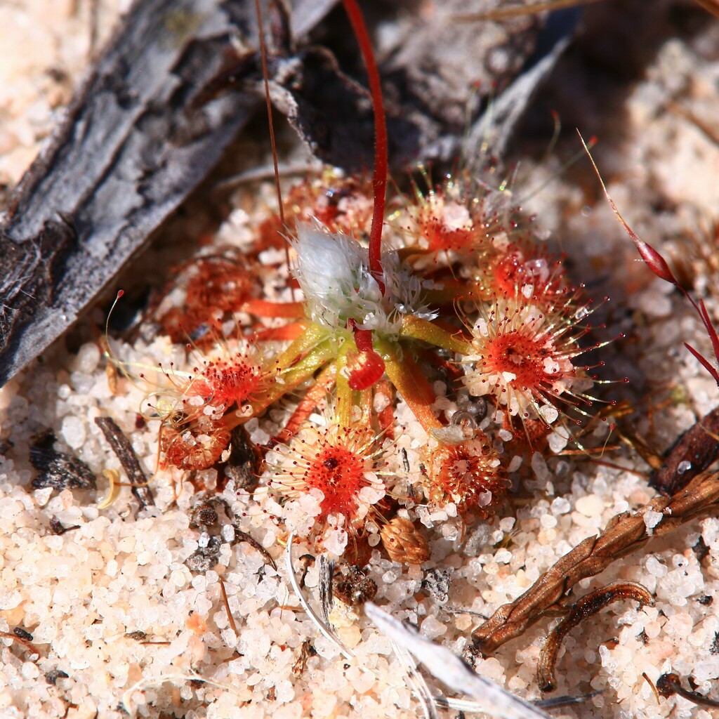 Drosera closterostigma, Moore River National Park WA 6503, Australia