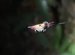 Gasteracantha fornicata